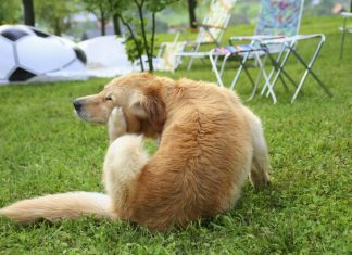 Cum sa castigam razboiul cu puricii si capusele purici si capuse