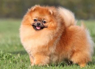 Pomeranian: tot ce trebuie sa stii despre aceasta rasa de caini caine pomeranian