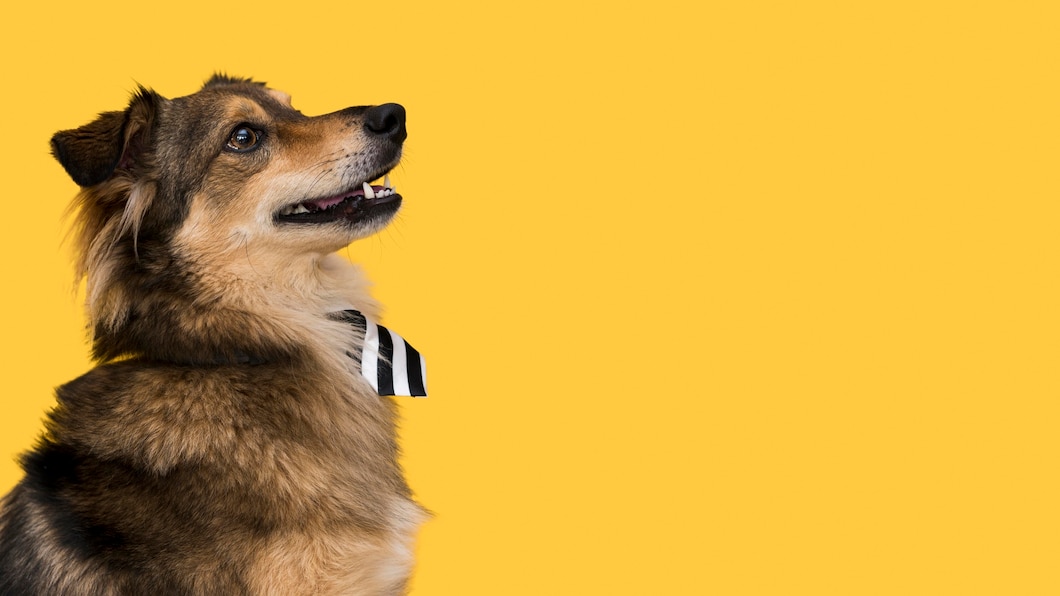 nume de caini baieti