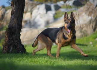 Cum să îți hrănești corect Ciobănescul German: sfaturi și recomandări