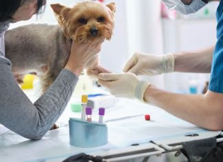 Profilul lipidic la animalele de companie: ce informații oferă despre sănătatea lor?