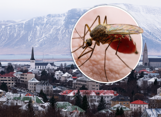 Islanda, țara fără țânțari! Ce o face diferită