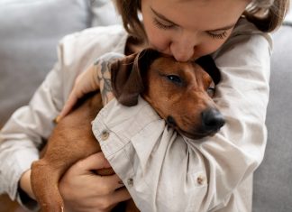 Tot mai mulți câini își așteaptă familia. Unde poți adopta responsabil