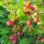 Cum să incluzi agrișele în dieta ta pentru un boost de vitamine