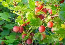 Cum să incluzi agrișele în dieta ta pentru un boost de vitamine