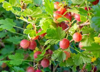 Cum să incluzi agrișele în dieta ta pentru un boost de vitamine