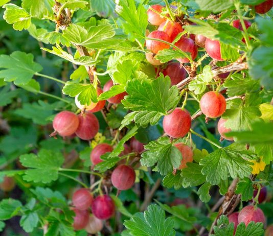 Cum să incluzi agrișele în dieta ta pentru un boost de vitamine