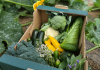 Bio&Co, sursa de legume bio pentru consumatorii din București și Ilfov. Cum poți comanda coșuri săptămânale direct de la fermă