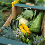 Bio&Co, sursa de legume bio pentru consumatorii din București și Ilfov. Cum poți comanda coșuri săptămânale direct de la fermă