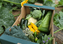 Bio&Co, sursa de legume bio pentru consumatorii din București și Ilfov. Cum poți comanda coșuri săptămânale direct de la fermă