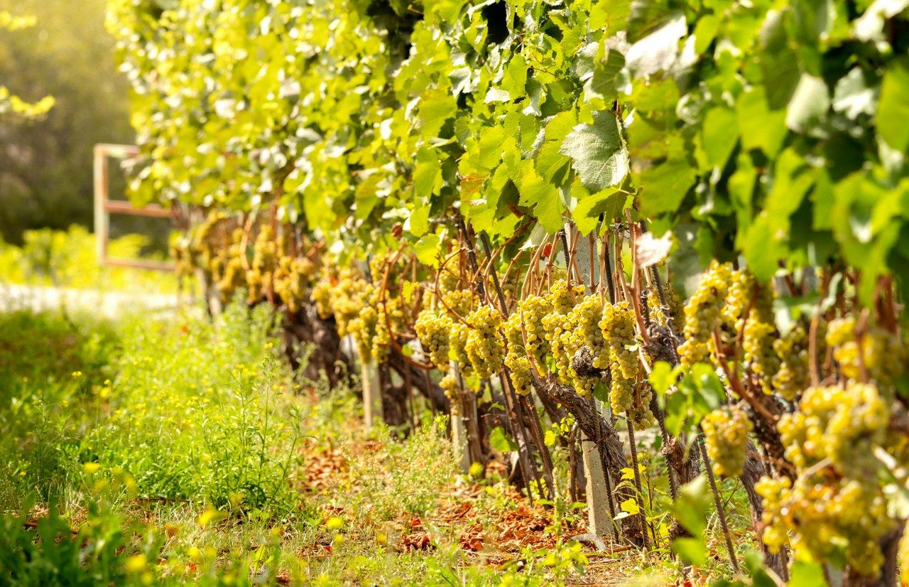 vin-fara-alcool-1.jpg